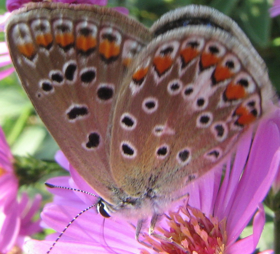 Lycaenidae da identificare